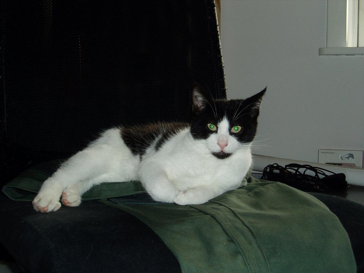 Manx Ludvig billede 3