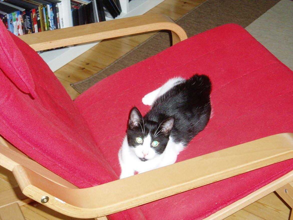 Manx Ludvig billede 4