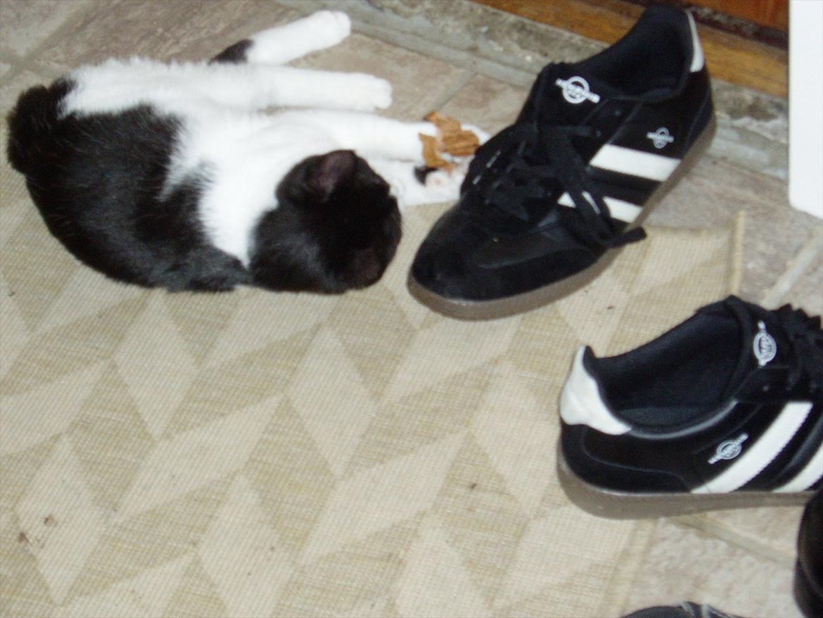 Manx Ludvig billede 5