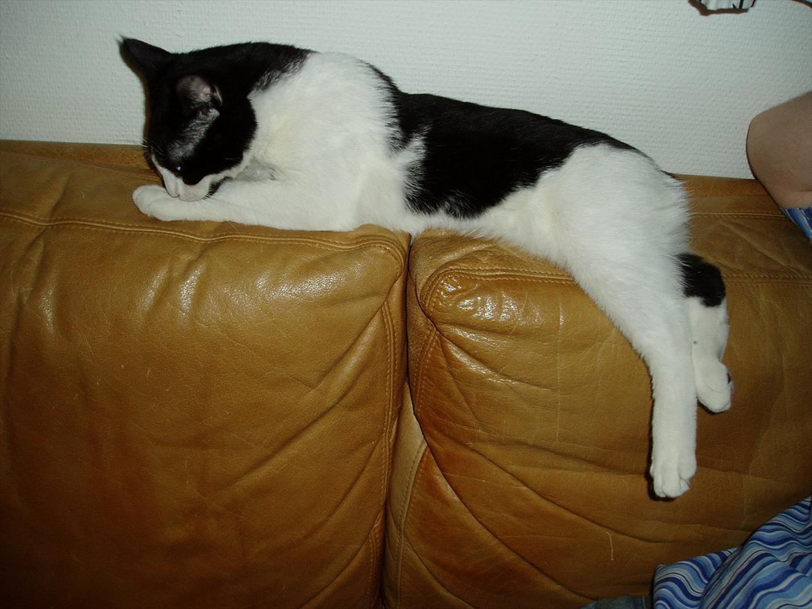 Manx Ludvig billede 6