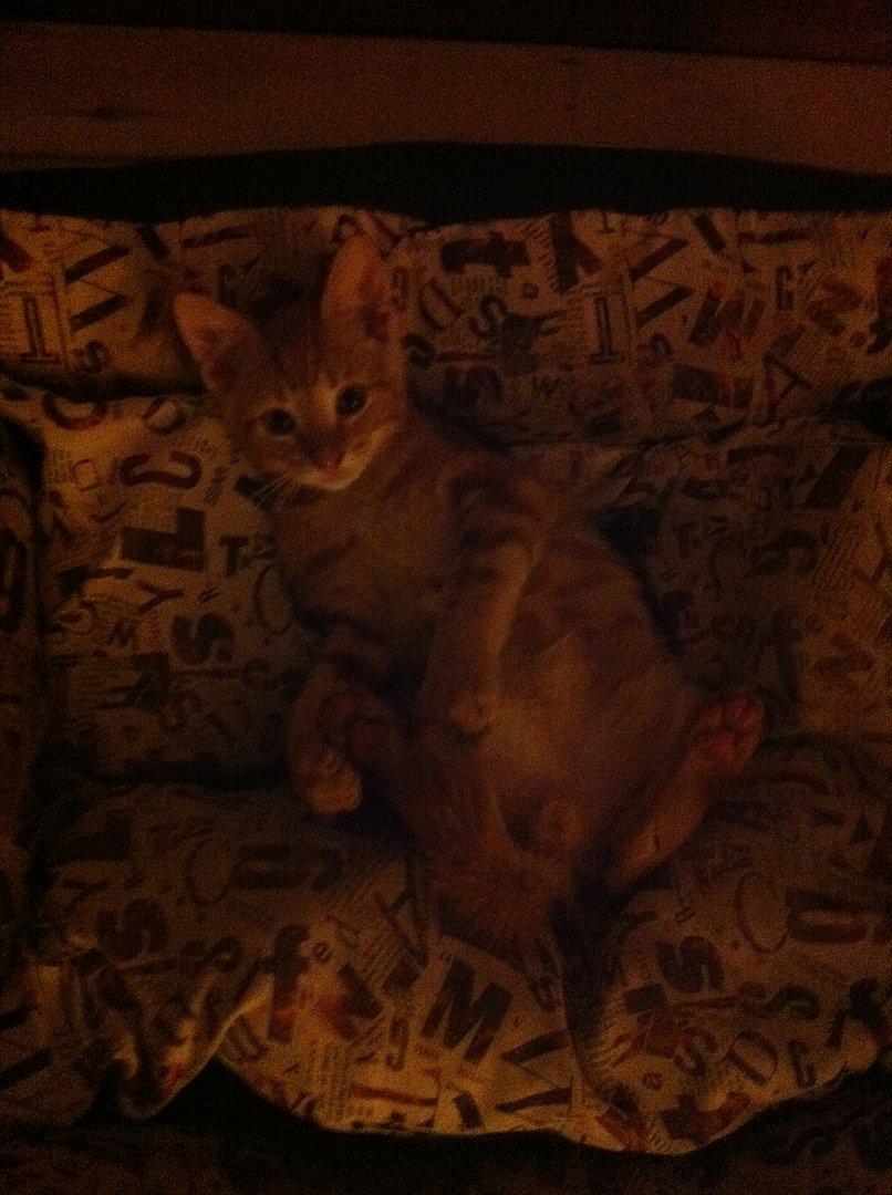 Huskat Milo billede 13