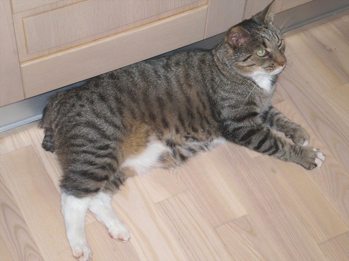 Blanding af racer Pelle mus Død - Velkommen til Pelle's profil billede 1