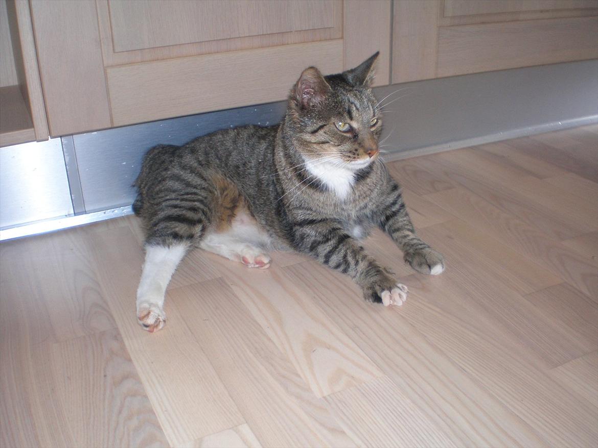 Blanding af racer Pelle mus Død - taget d. 8-9-11 billede 20