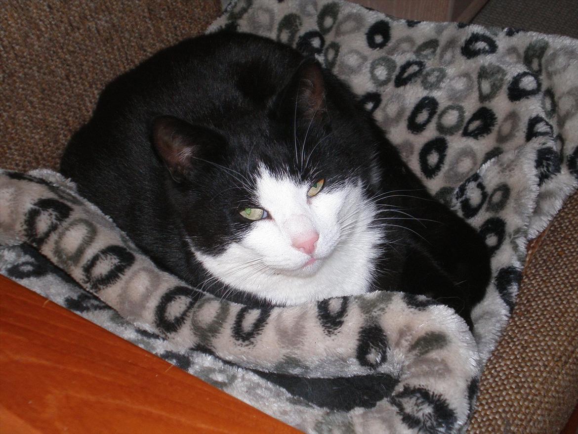 Huskat Sofus død D 25 juli 2016 - Velkommen til Sofus's profil billede 1