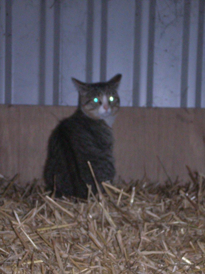 Huskat Osvald  billede 2