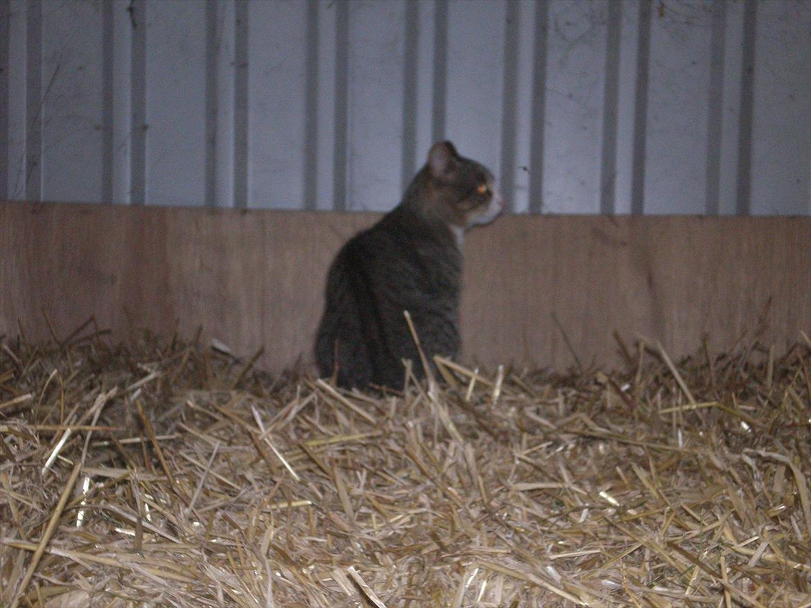 Huskat Osvald  - er han ikke smuk selv om han er vild. billede 3