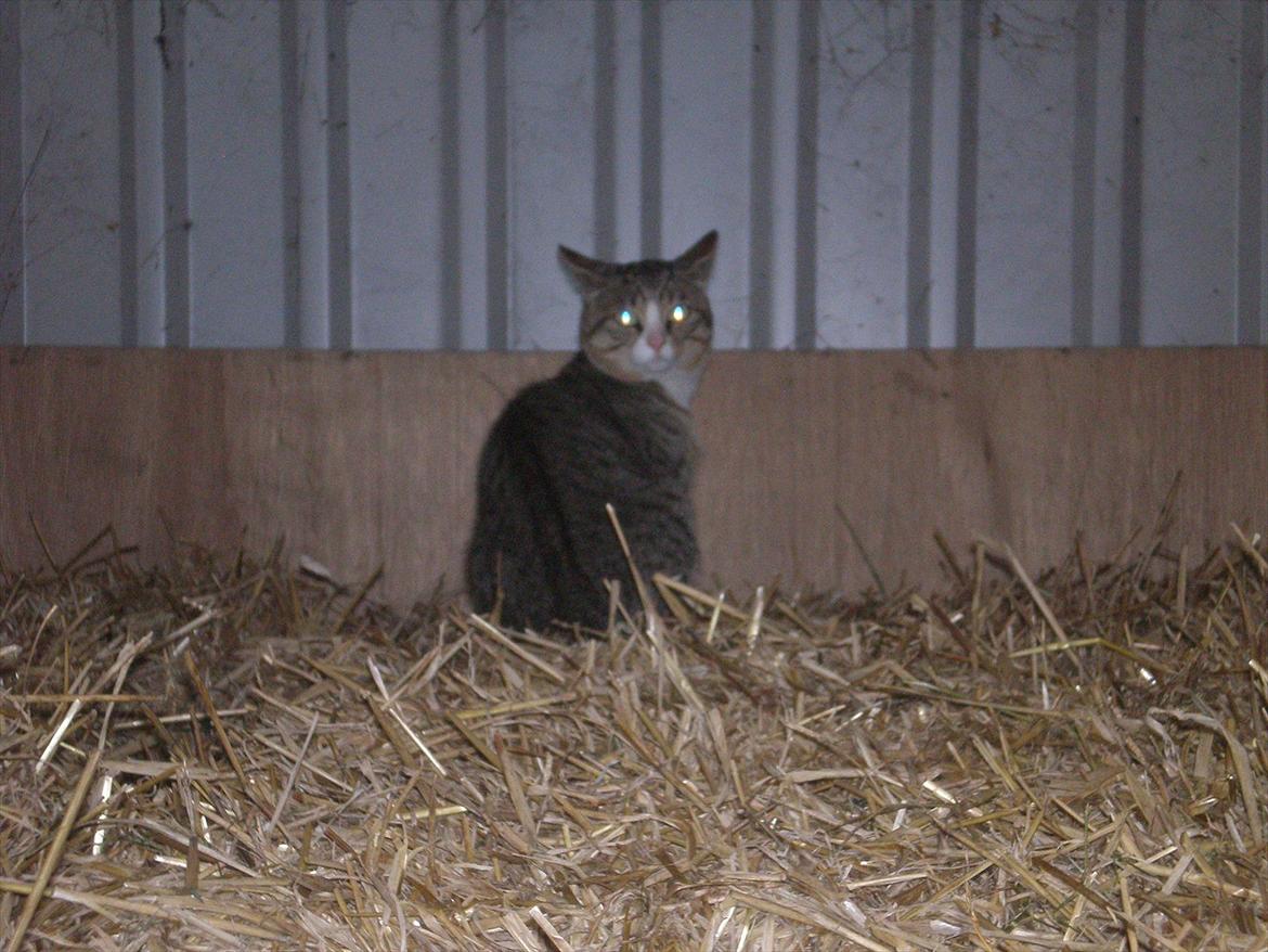 Huskat Osvald  billede 4