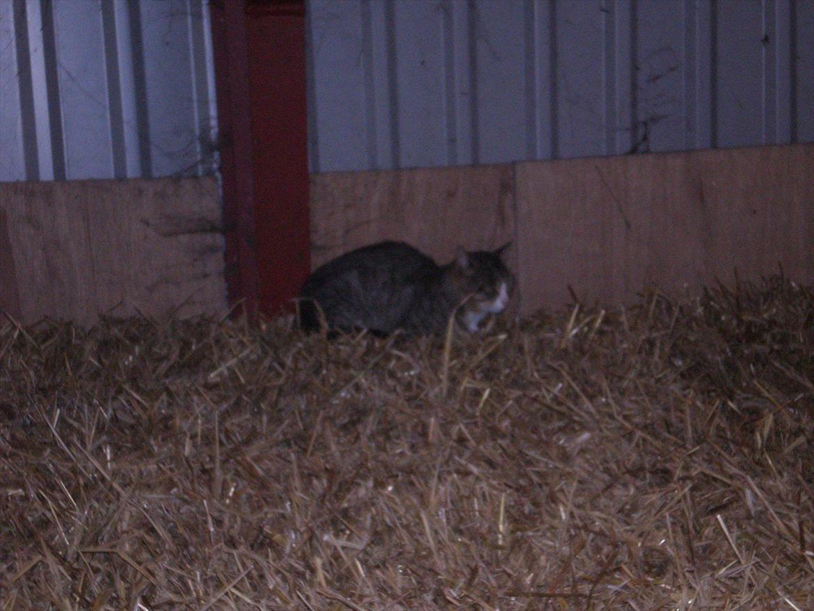 Huskat Osvald  billede 5