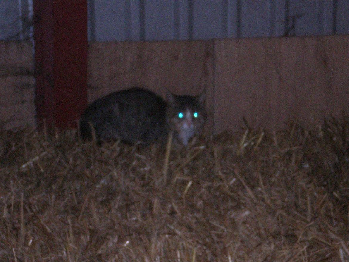 Huskat Osvald  billede 6