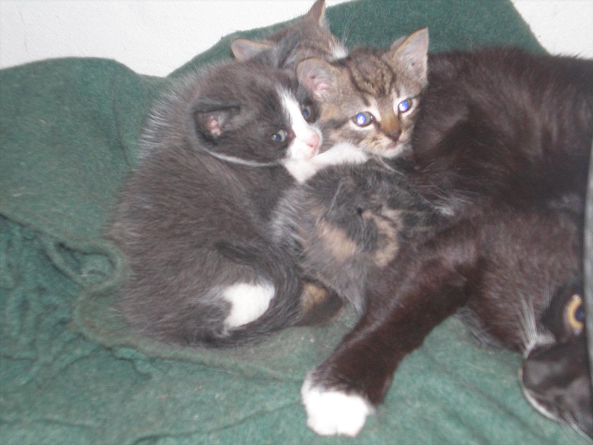 Huskat Lille Fie død - fie's killinger fra i år af  ca. 3 uger gammel billede 15