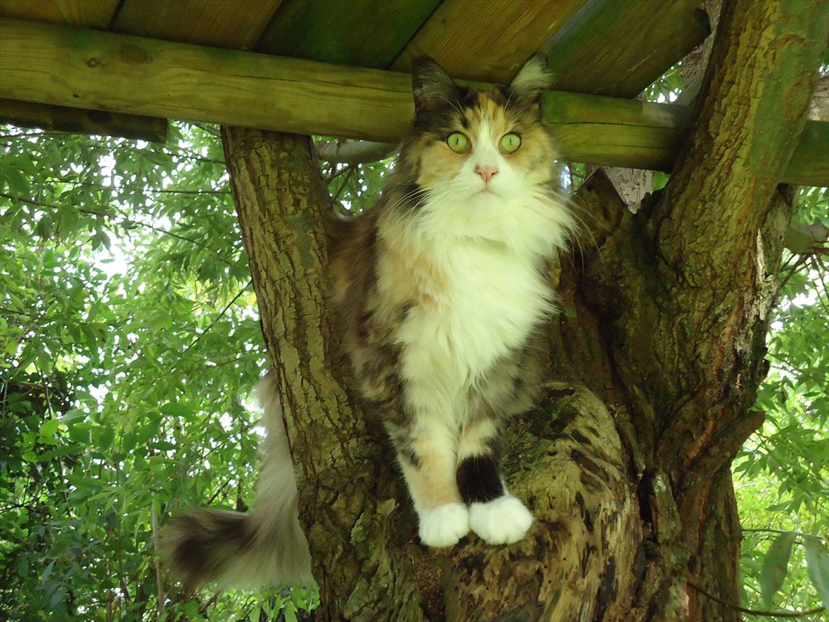 Maine Coon DK NewFarms Fiona / Freja - Man er jo ikke Maine Coon for ingenting.
Foto: Mig billede 12