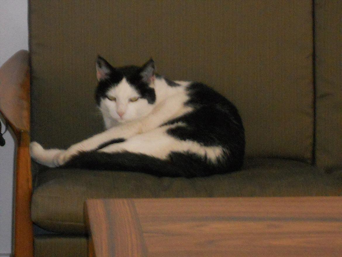 Huskat Plet - Min kat billede 1