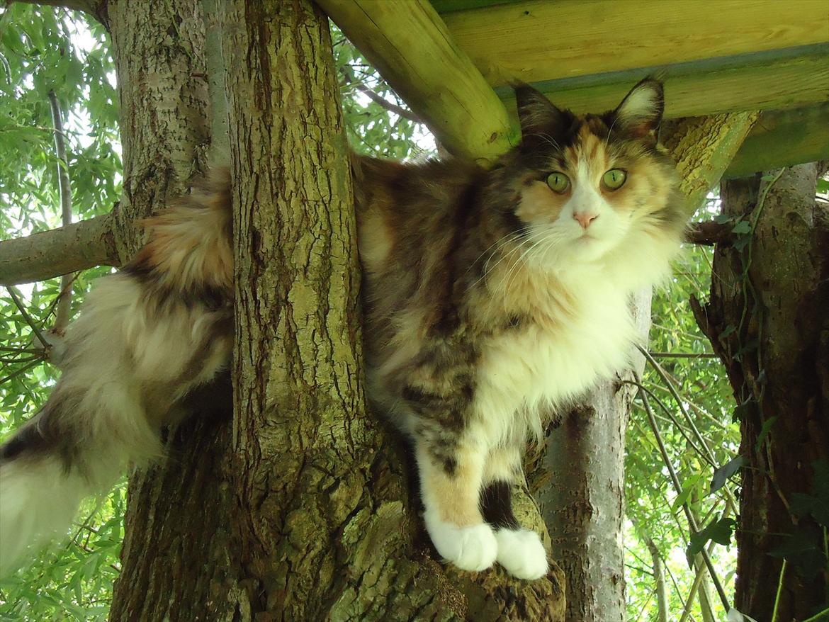 Maine Coon DK NewFarms Fiona / Freja - 'Klatretøsen'
Foto: Mig billede 13