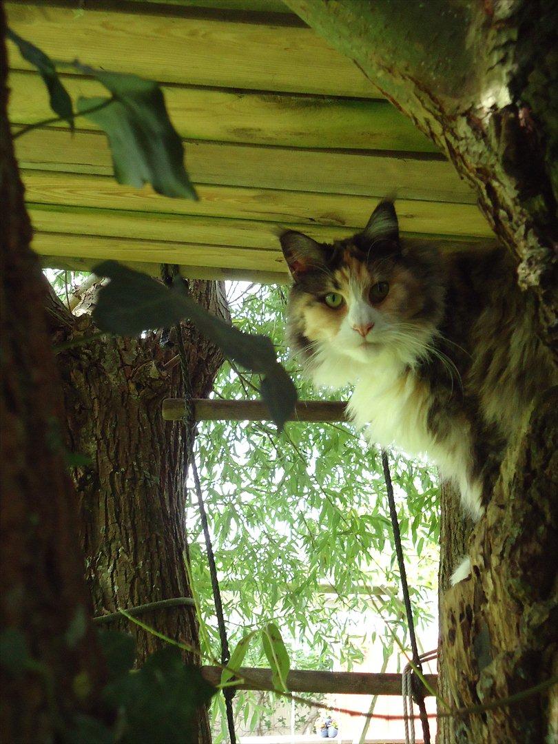 Maine Coon DK NewFarms Fiona / Freja - Smukke Freja under hulen i Piletræet.
Foto: Mig billede 14