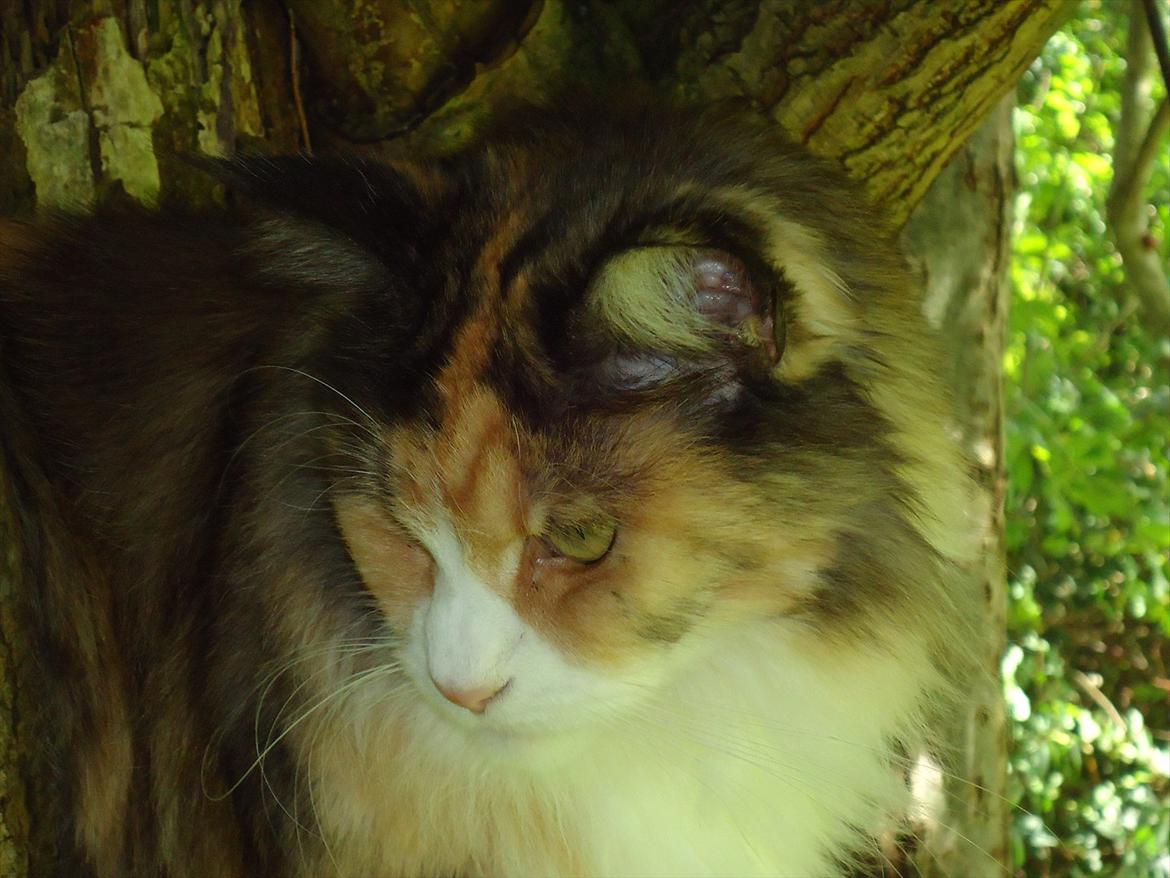 Maine Coon DK NewFarms Fiona / Freja - Freja.
Foto: Mig billede 15