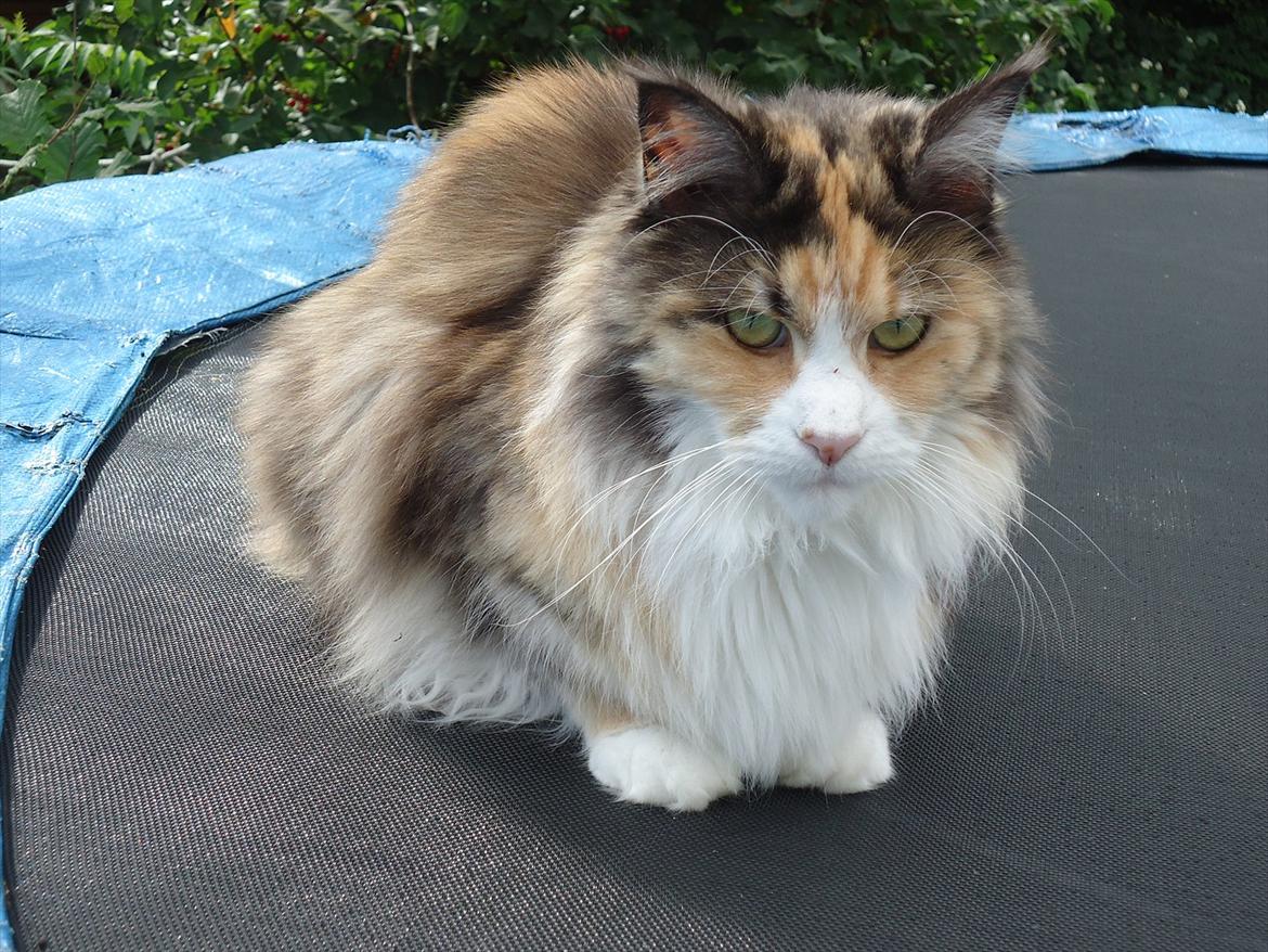 Maine Coon DK NewFarms Fiona / Freja - Freja.
Foto: Mig billede 16