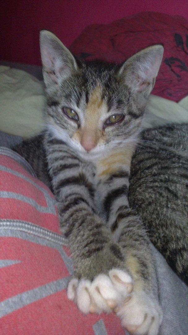 Huskat Cola billede 23