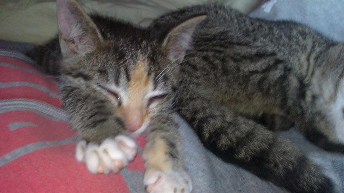 Huskat Cola billede 24