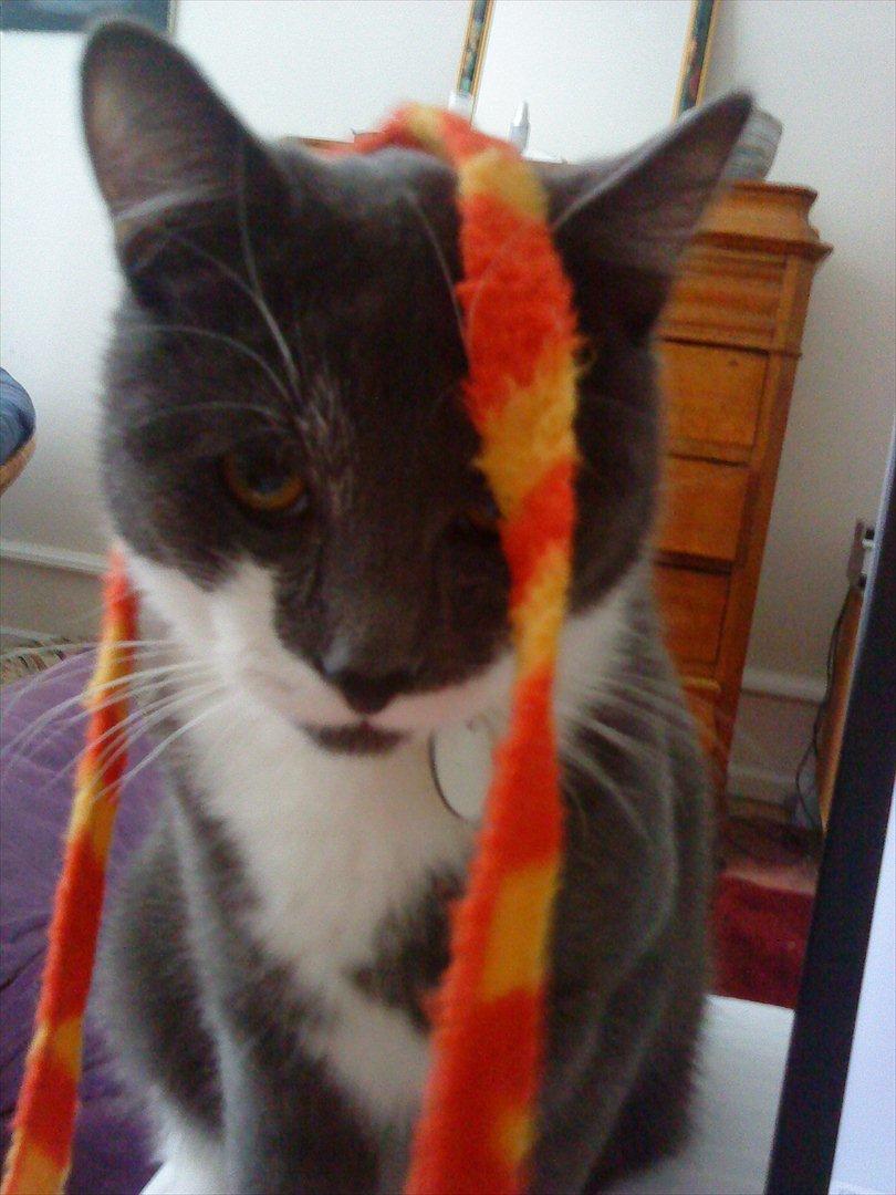 Blanding af racer Davin billede 1