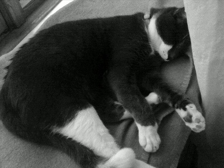 Blanding af racer Davin billede 2