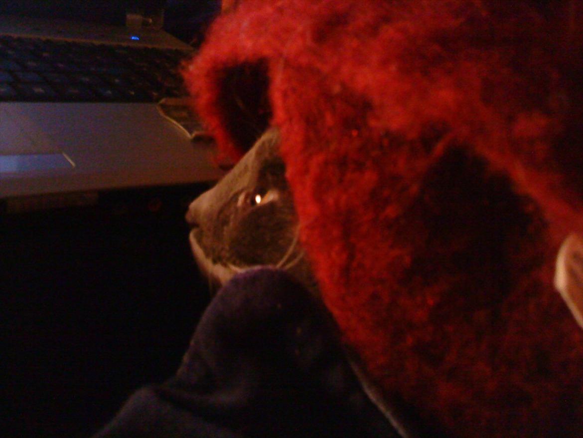 Blanding af racer Davin billede 3