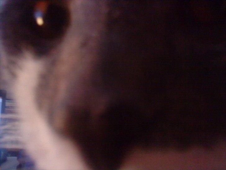 Blanding af racer Davin billede 4