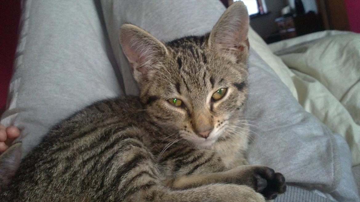 Huskat Lille mis billede 1