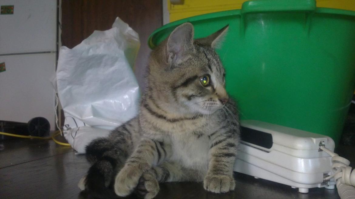 Huskat Lille mis billede 2