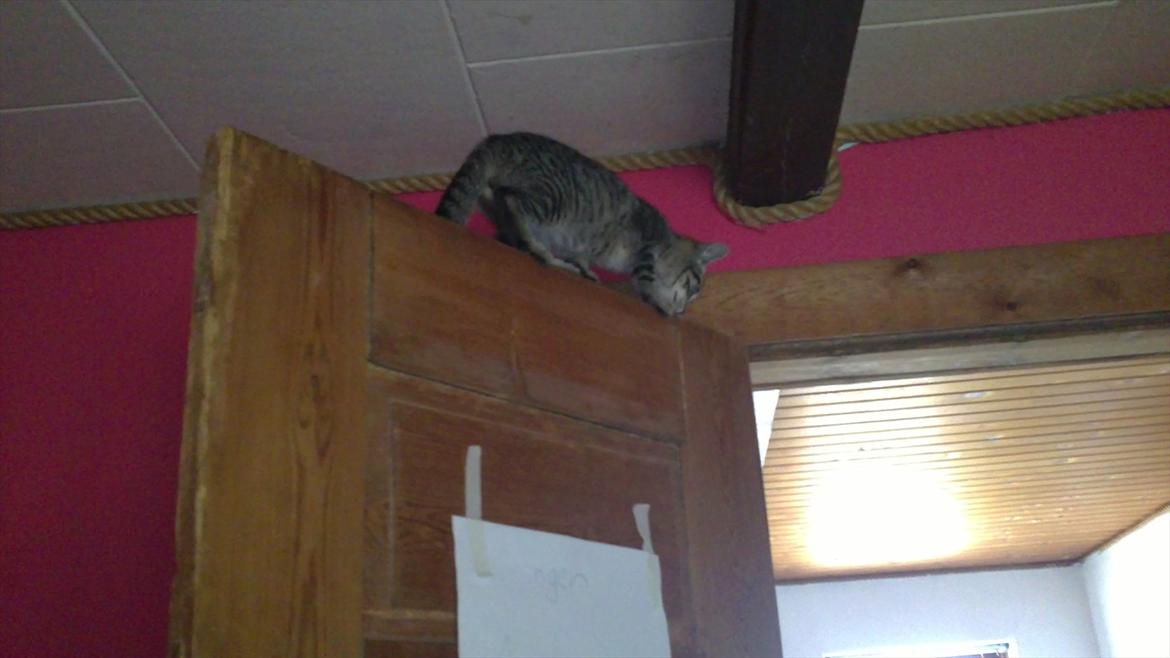 Huskat Lille mis billede 3