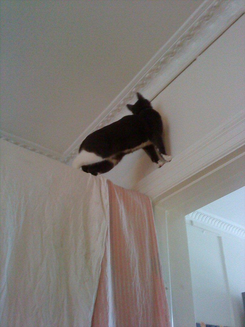 Blanding af racer Davin billede 5