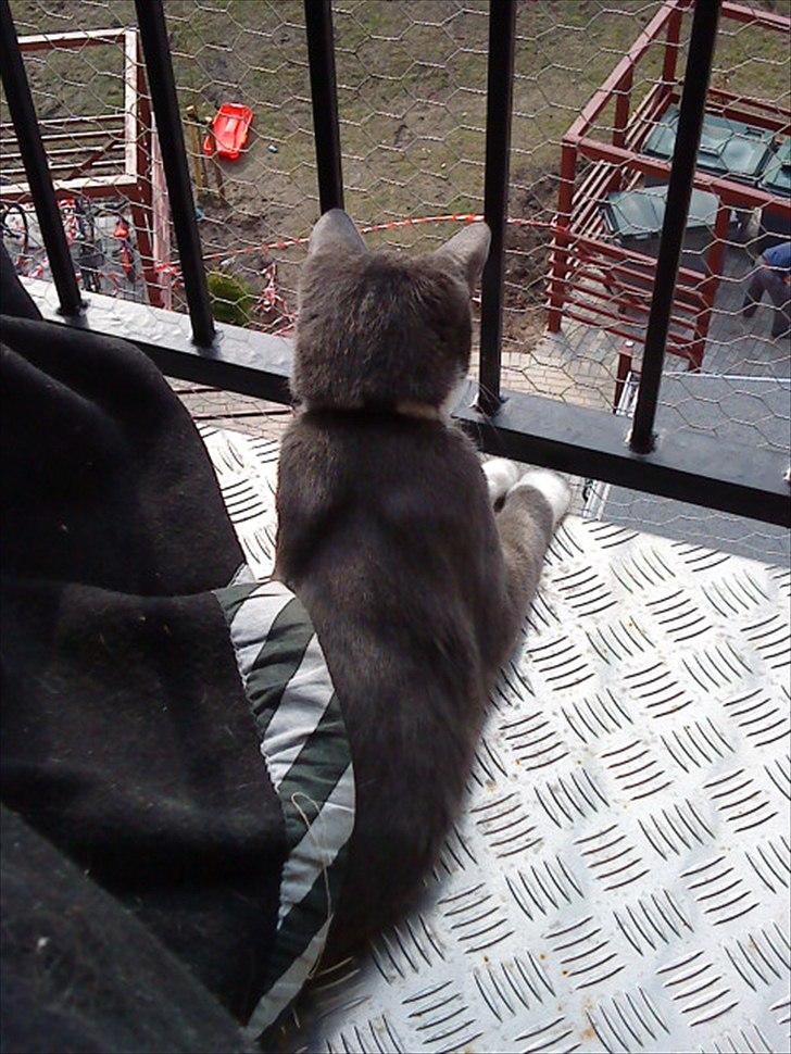 Blanding af racer Davin billede 6