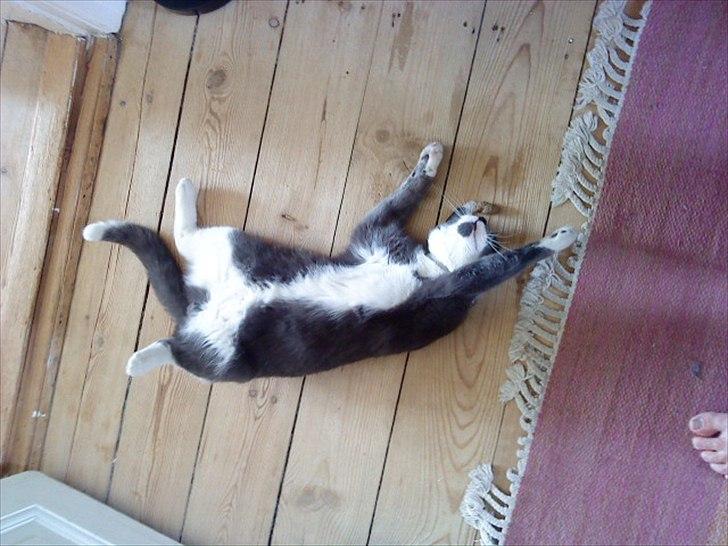 Blanding af racer Davin billede 7