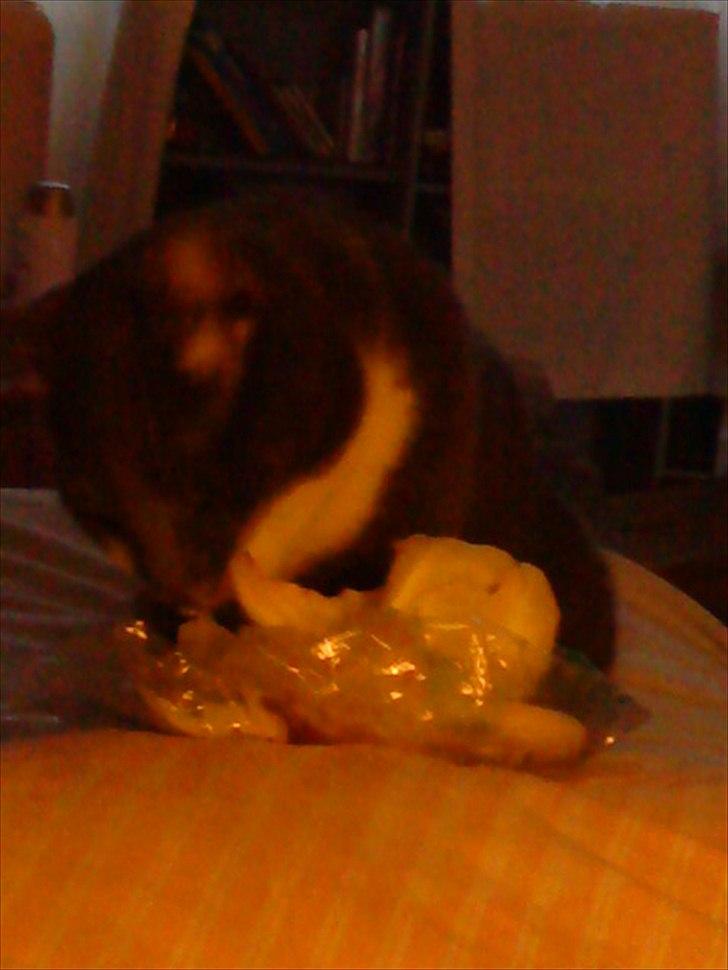 Blanding af racer Davin billede 9