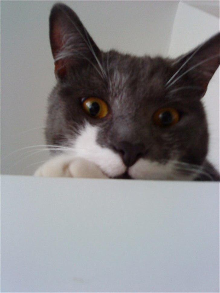 Blanding af racer Davin billede 10