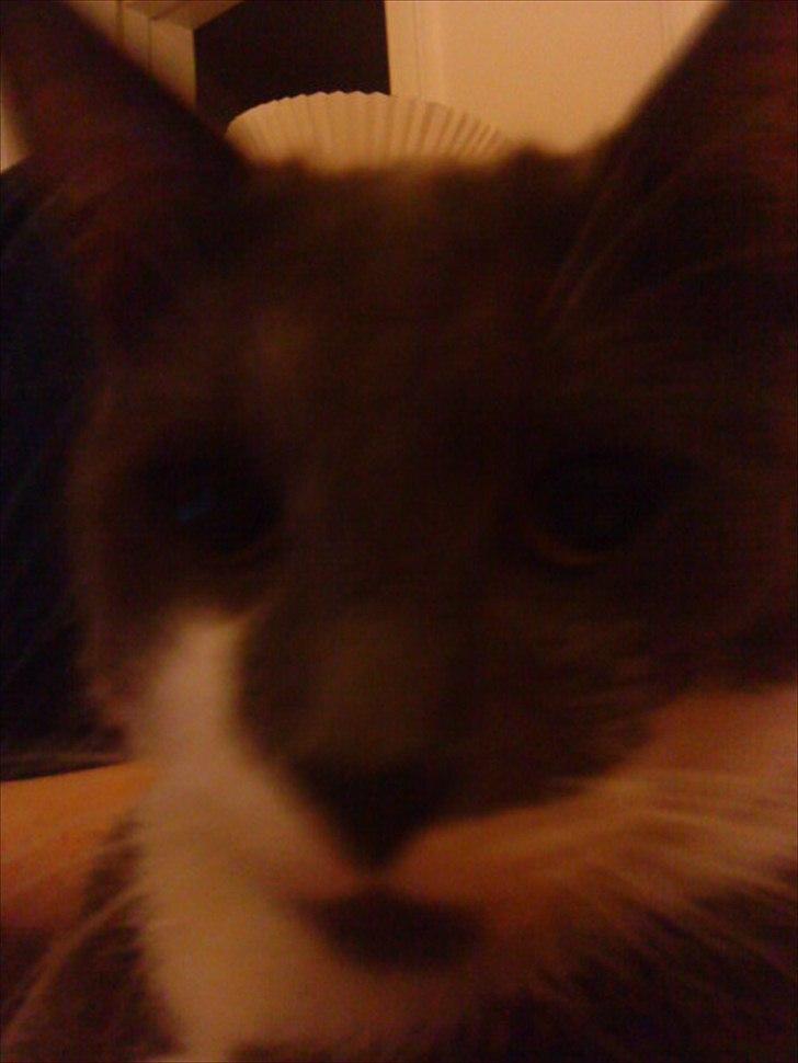 Blanding af racer Davin billede 11