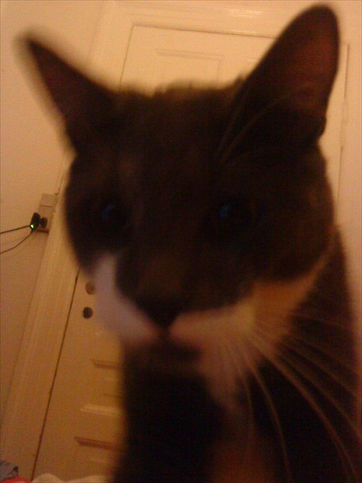 Blanding af racer Davin billede 12