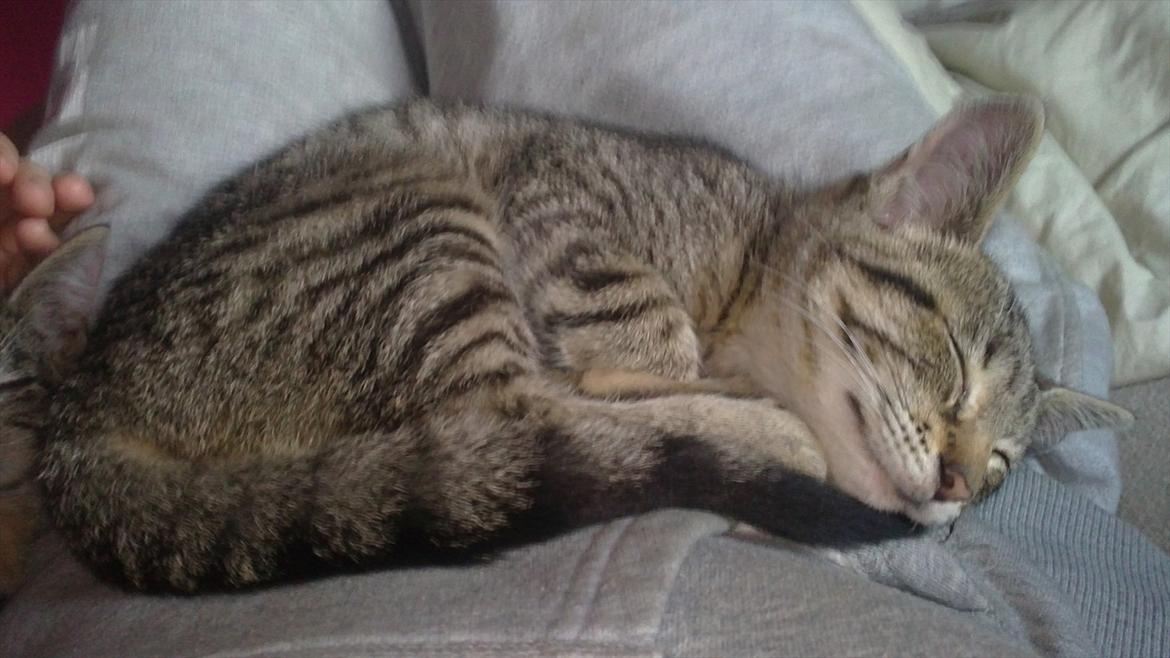 Huskat Lille mis billede 4