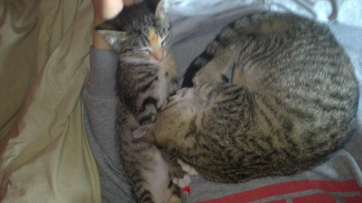 Huskat Lille mis billede 5