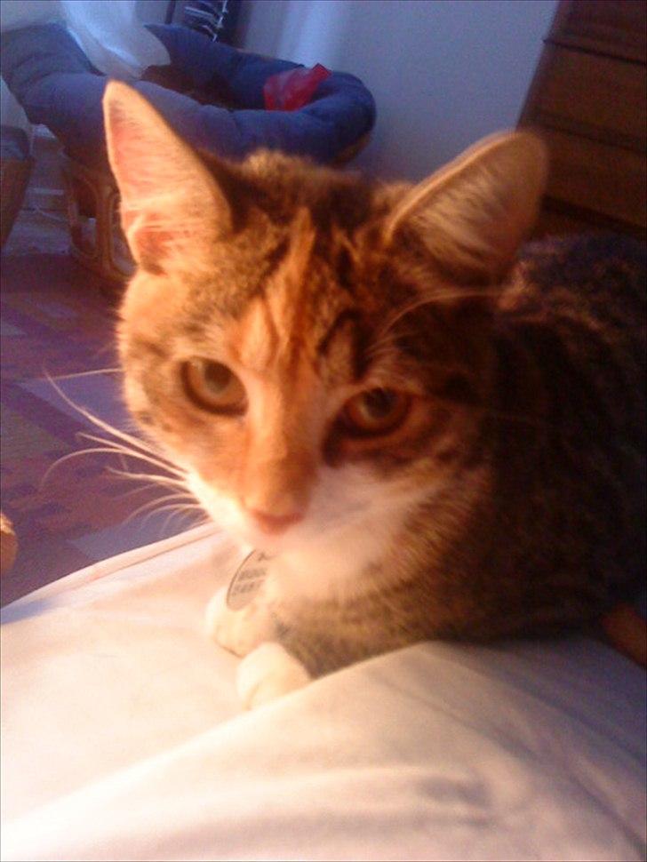 Blanding af racer Dina billede 1