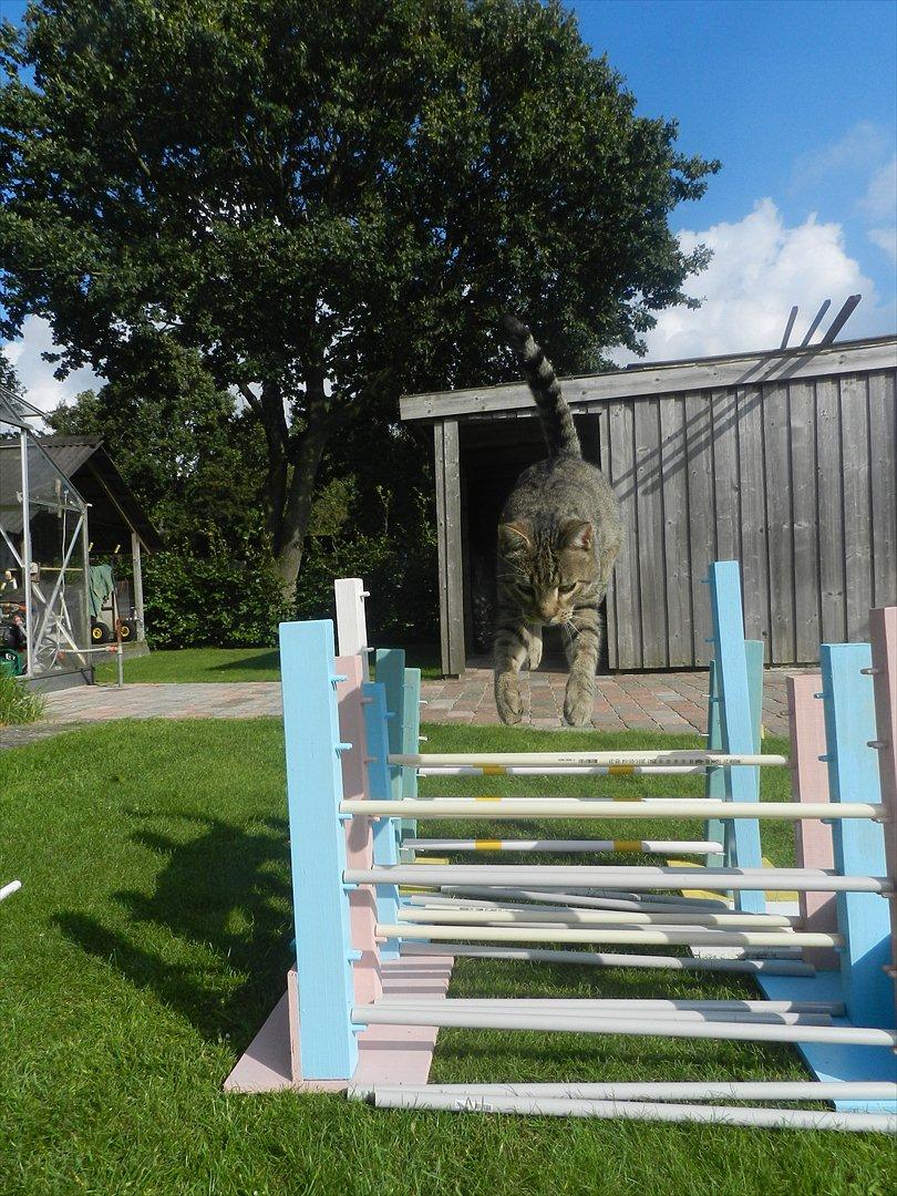 Blanding af racer Fritz "Supermissen! (:" - Missen springer længde (: billede 6