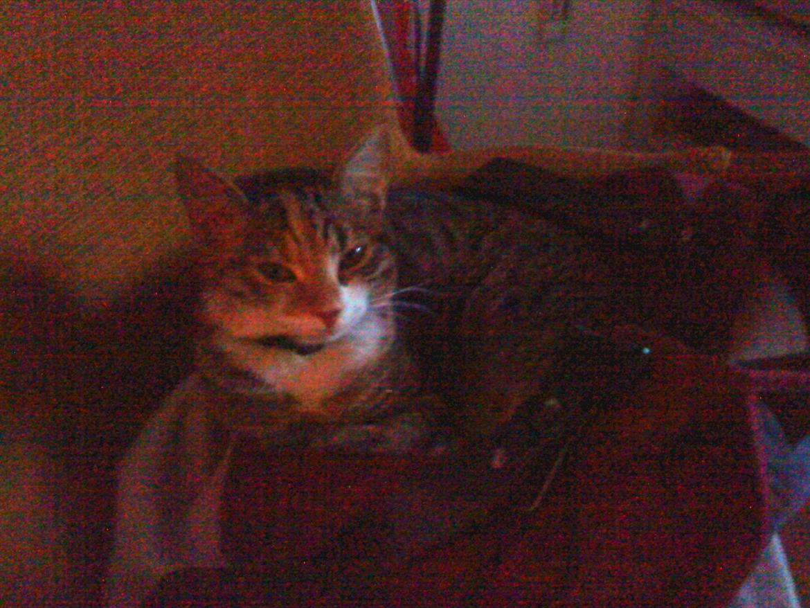 Blanding af racer Dina billede 2