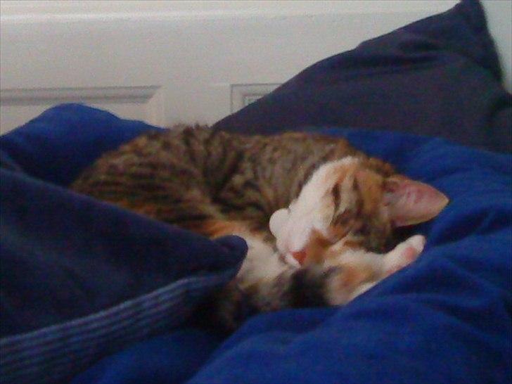 Blanding af racer Dina billede 3