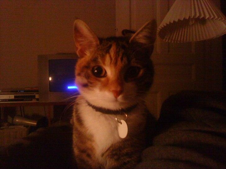 Blanding af racer Dina billede 4