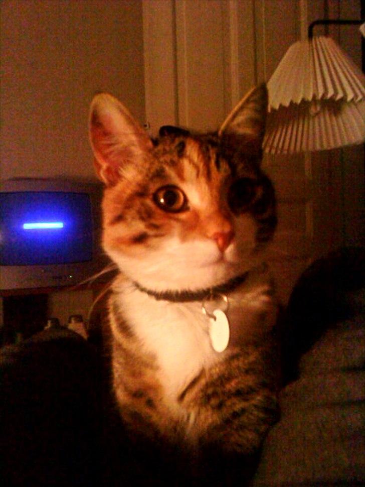 Blanding af racer Dina billede 5