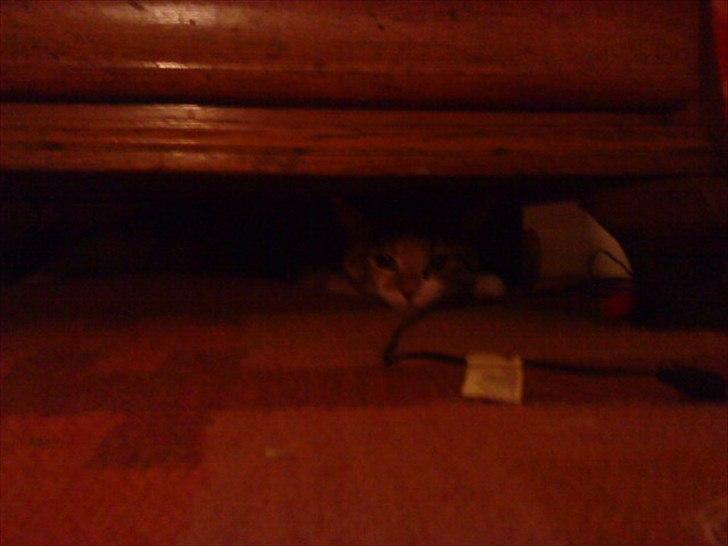 Blanding af racer Dina billede 6