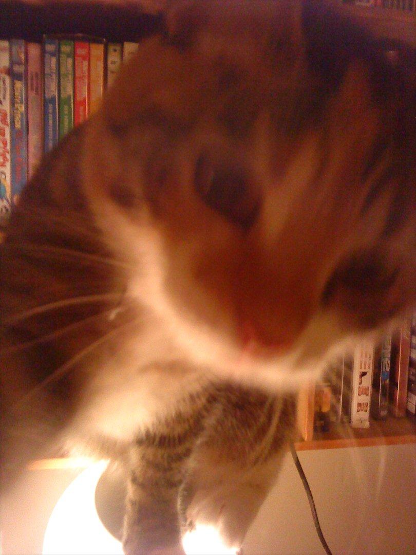 Blanding af racer Dina billede 7