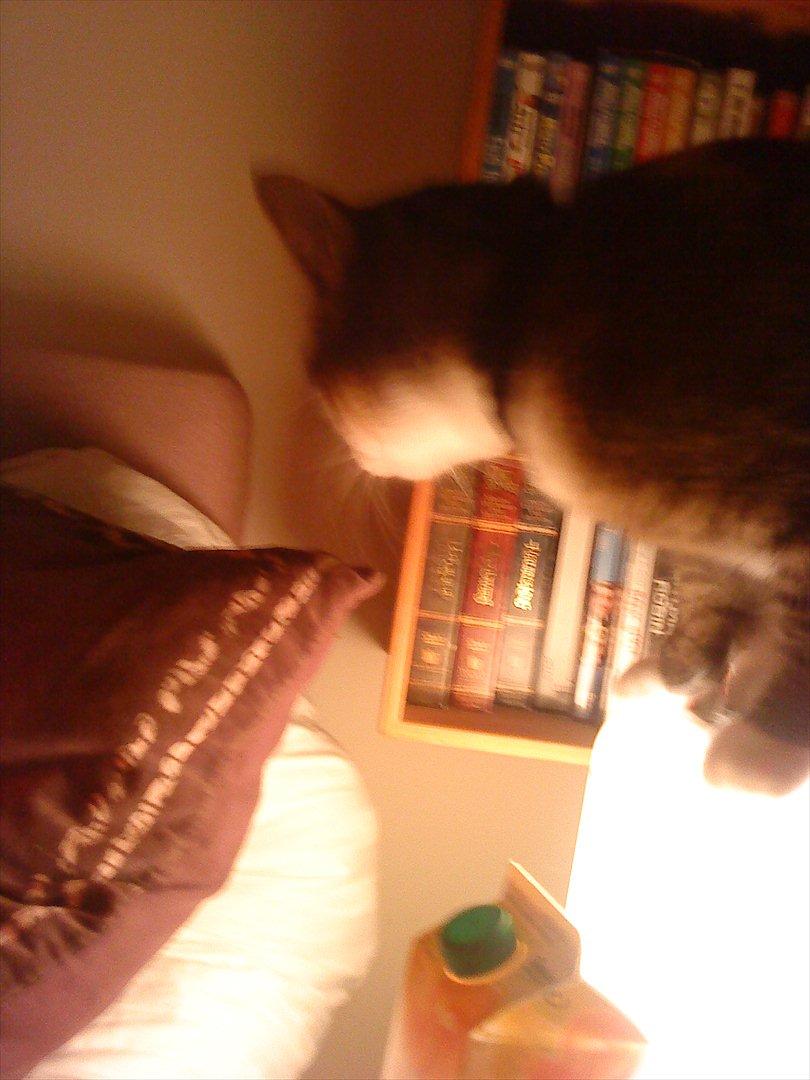 Blanding af racer Dina billede 8