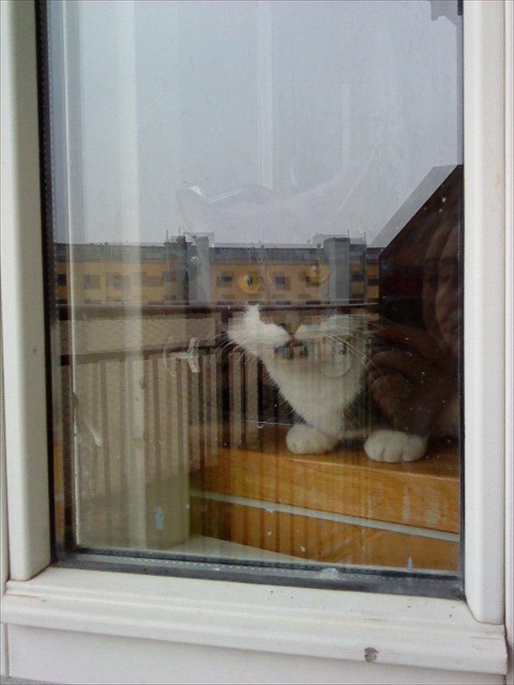 Blanding af racer Dina billede 10