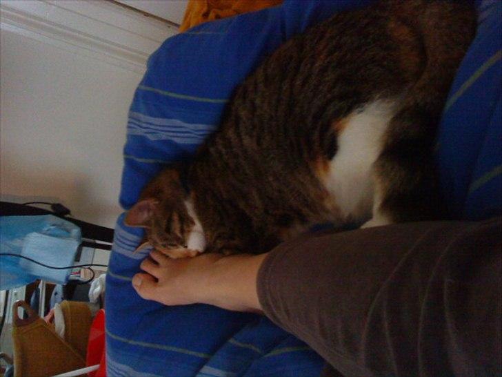 Blanding af racer Dina billede 11