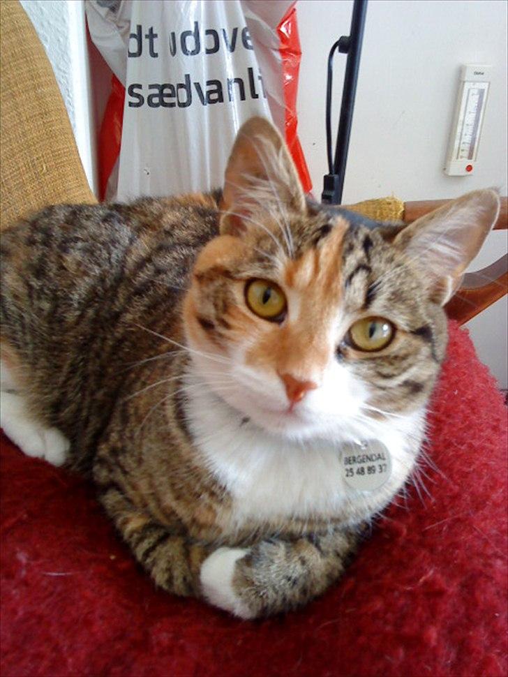 Blanding af racer Dina billede 12